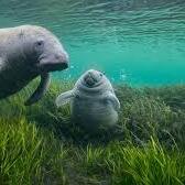 Team Page: Maggie’s Manatees